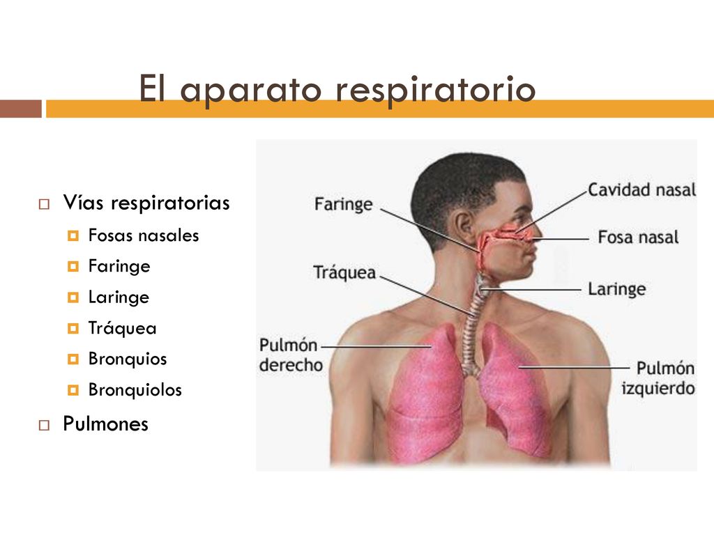 Como hacer un aparato respiratorio casero